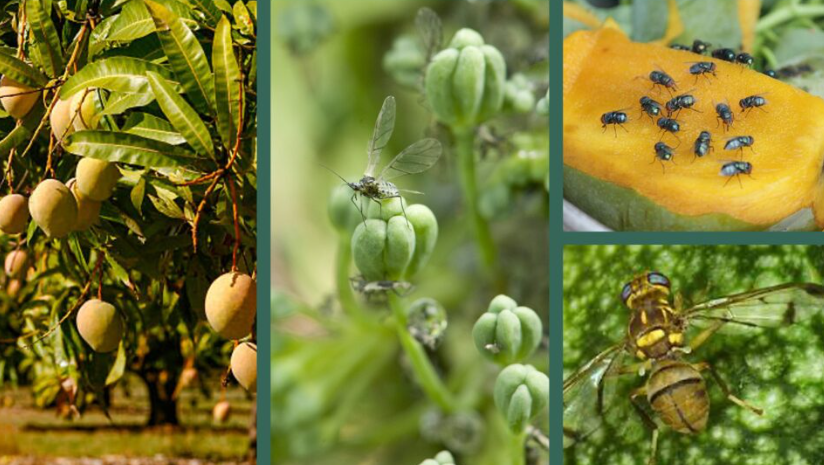 Why Insect Protection Is a Smart Move for Businesses